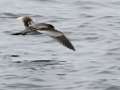 Buller's Shearwater